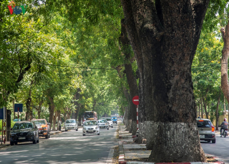 với ba hàng cây cổ thụ trên trăm tuổi.