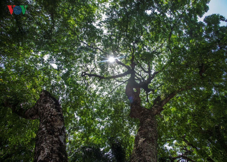 Những tuyến phố có hàng cây rợp bóng mát đẹp nhất Hà Nội - 14