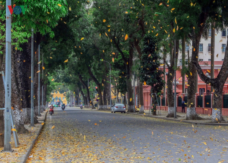 Ngoài ra cũng phải kể đến hàng cây trên đường Hoàng Văn Thụ dẫn đến Phủ Chủ Tịch.
