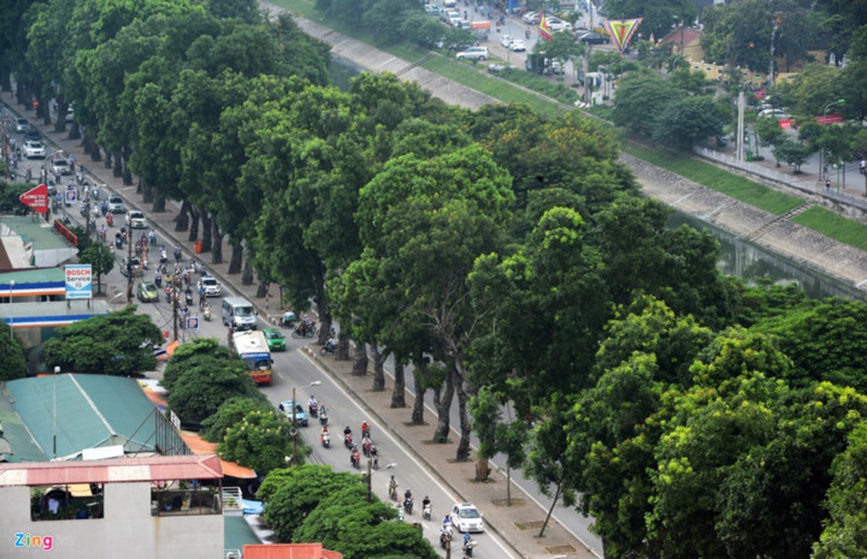 Cây xanh trên nhiều tuyến đường, phố thậm chí đã đi vào thơ ca trong lịch sử. Trong ảnh là khu vực đường Láng, một trong những nơi có hàng cây giữa dải phân cách đẹp nhất Hà Nội. (Ảnh: Zing)