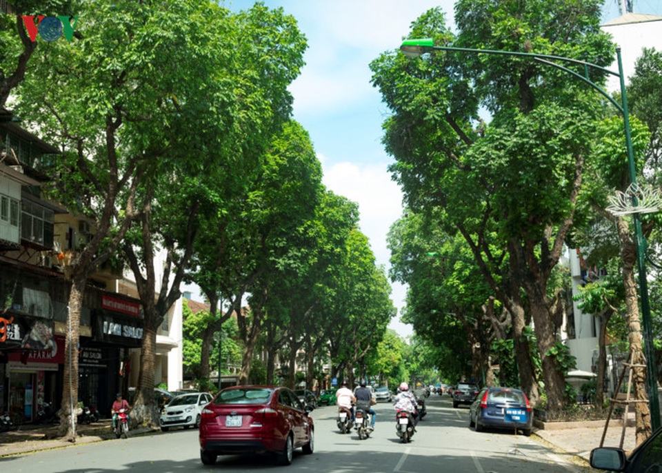 Các tuyến phố xung quanh hồ Hoàn Kiếm như Hai Bà Trưng, Trần Hưng Đạo, Bà Triệu, Lý Thường Kiệt, Hàng Bài, Tràng Thi... cũng là những nơi có nhiều cây xanh tỏa bóng mát.