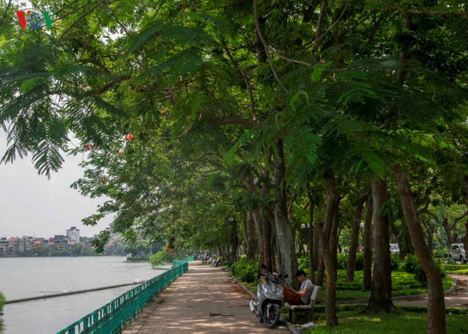 Hàng cây ven hồ Tây trên đường Thanh Niên. Dù giữa trưa nhưng vẫn có người ngồi dưới bóng cây đọc sách. Một trong những điểm đi dạo, tập thể dục ưa thích của người dân bởi không khí trong lành, cảnh quan đẹp.