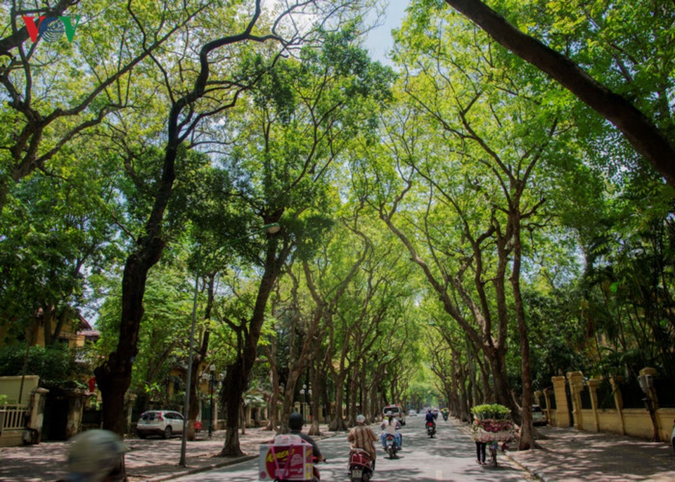 Phố Phan Đình Phùng, nơi có hàng cây sấu nổi tiếng với những thảm lá vàng rụng vào đầu hè.