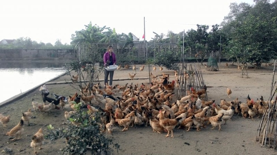 Nông dân ém đà điểu, gà ri... đến sát Tết Nguyên đán - 4 Vợ chồng anh Lê Xuân Hùng đang ém 400 con gà ri lai chờ cận tết Nguyên đán mới tung ra thị trường tiêu thụ.