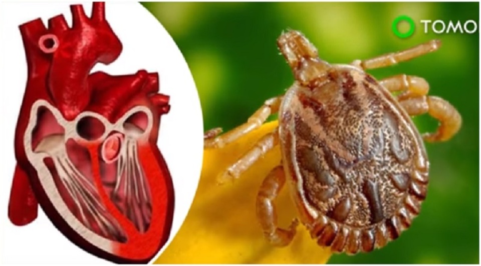 Phát hiện nước bọt của ve có thể chữa trị bệnh tim - 1
