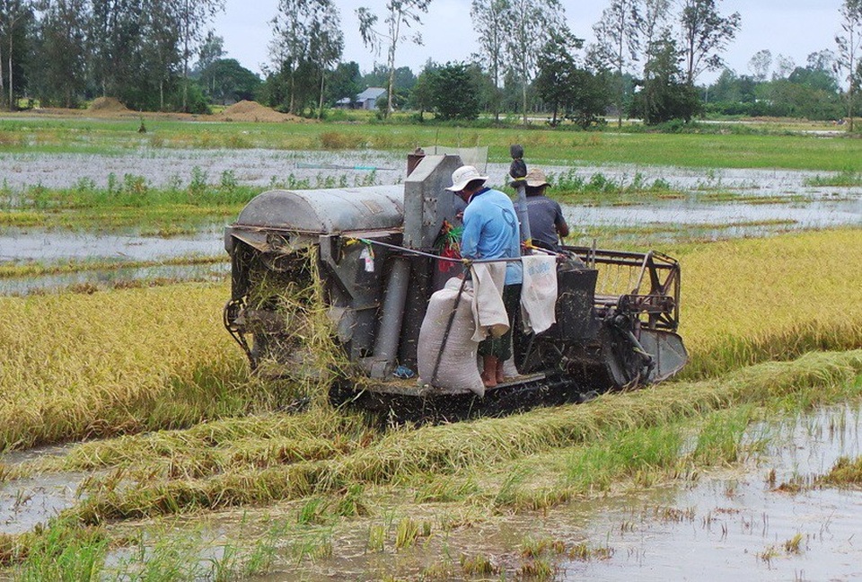 Hậu bão số 16, hàng chục nghìn ha lúa đổ ngã, 38 căn nhà hư hỏng - 1 Đối với những diện tích lúa đến kỳ thu hoạch bà con đang khẩn trương gặt lúa