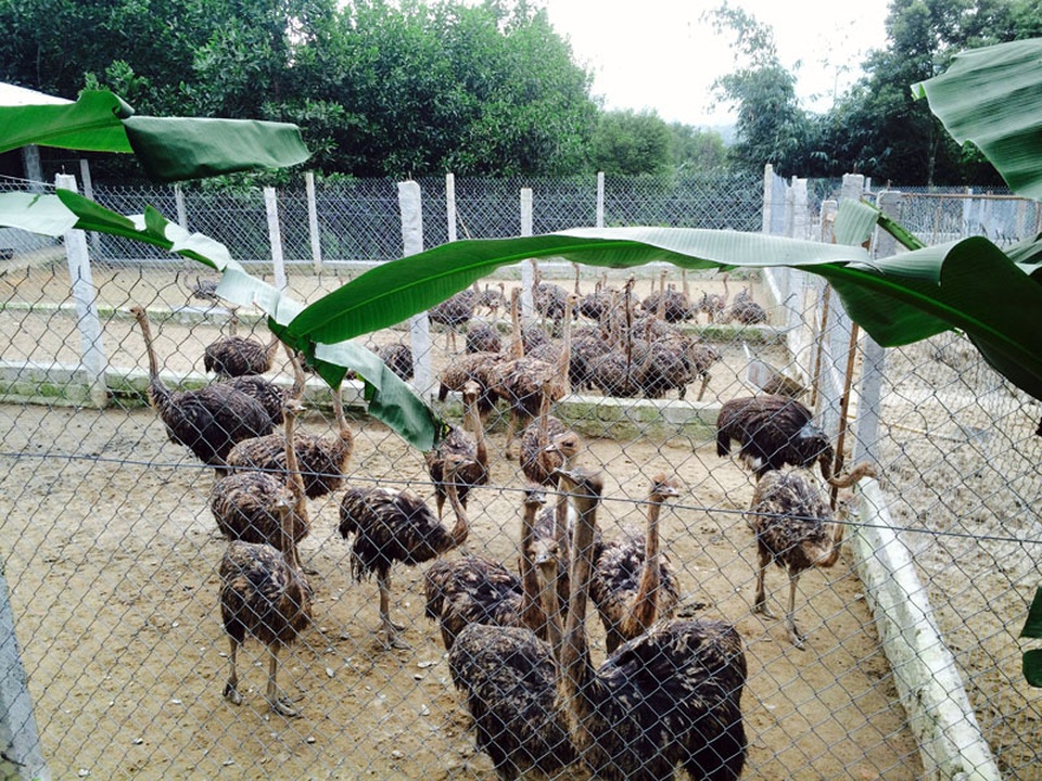 Nông dân ém đà điểu, gà ri... đến sát Tết Nguyên đán - 2 400 con đà điểu sẽ mang lại nguồn thu hàng trăm triệu cho gia đình anh Mạnh trong dịp tết Nguyên đán 2017 này.