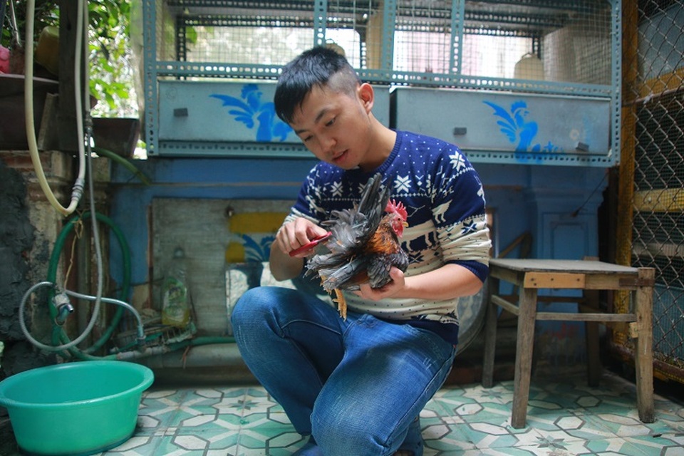 Tận mắt những giống gà “quý tộc” giá nghìn đô la của dân chơi Việt - 6 Anh Trần Lĩnh Huế được xem là người sở hữu bộ sưu tập gà Serama nhiều nhất Hà Nội. (Ảnh: Hà Trang)