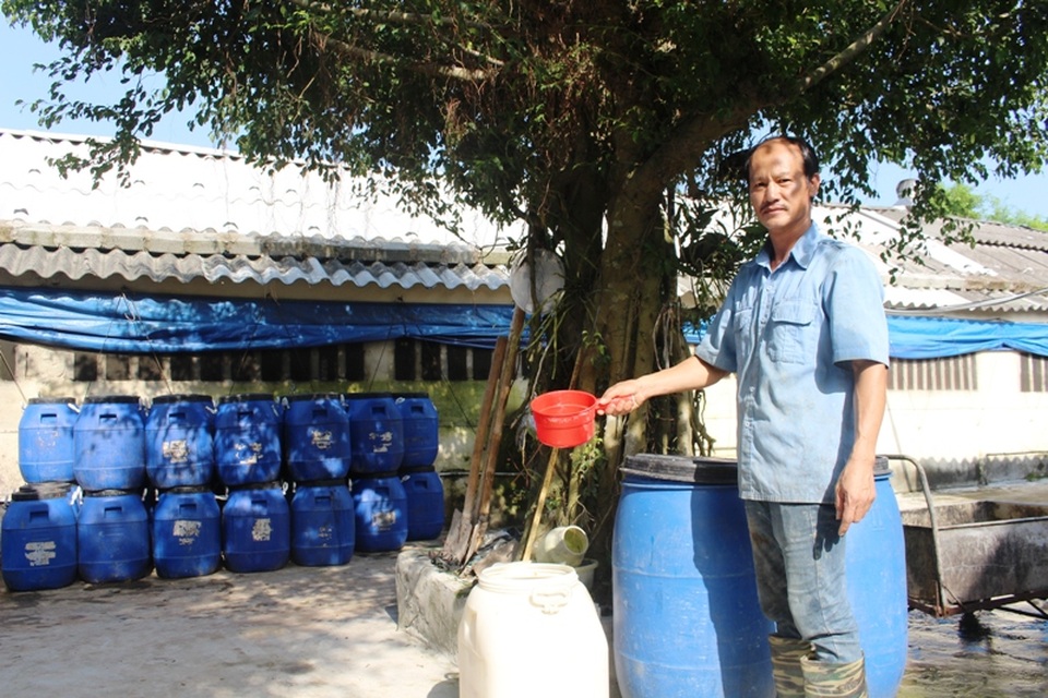 Nam Định: Lão nông kiếm hàng trăm triệu đồng từ nuôi lợn bằng thảo dược - 3 Trong quá trình chăn nuôi, ông Thục đưa thêm men vi sinh chủng EM trộn vào thức ăn của lợn để tăng cường hấp thụ chất