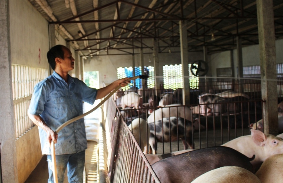 Nam Định: Lão nông kiếm hàng trăm triệu đồng từ nuôi lợn bằng thảo dược - 1 Ông Thục làm giàu từ nuôi lợn từ thảo dược
