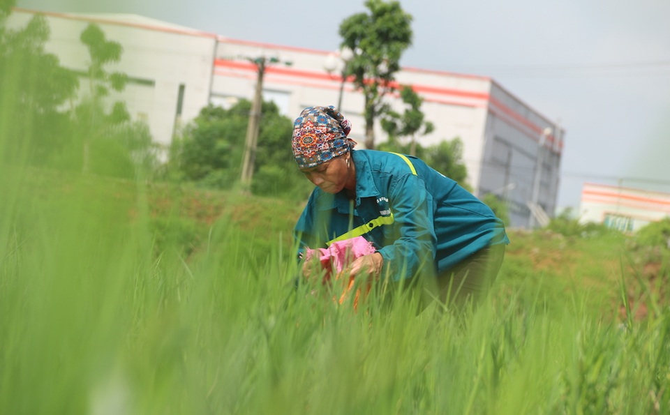 Hà Nội: Vì sao nhiều người đổ xô đi bắt ốc bươu vàng ven đại lộ Thăng Long? - 9
Bắt ốc cũng vất vả lắm, ngày công cũng không được bao nhiêu, cũng coi là một nghề phụ để tăng thêm thu nhập chị Thi chia sẻ.