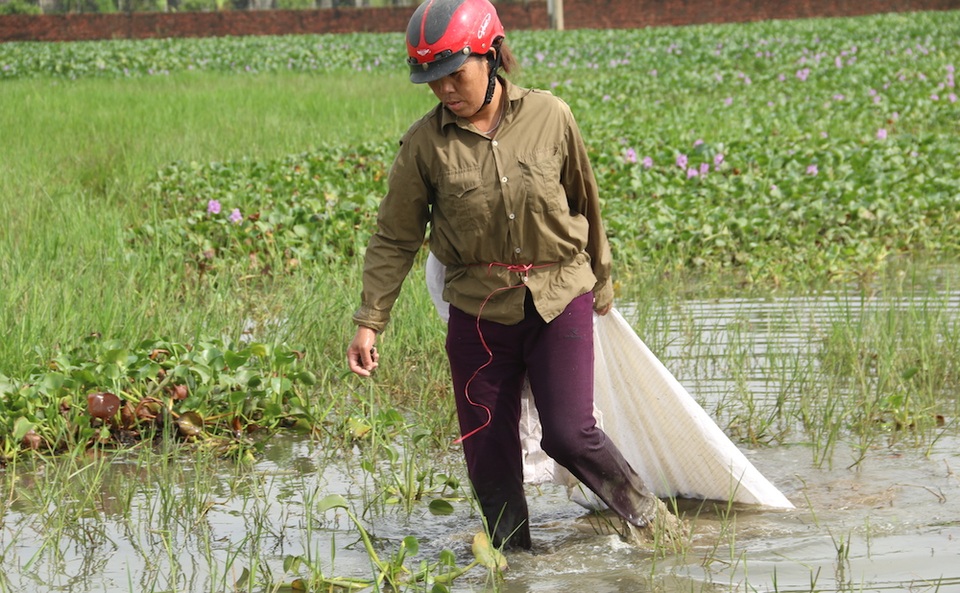 Hà Nội: Vì sao nhiều người đổ xô đi bắt ốc bươu vàng ven đại lộ Thăng Long? - 7
Công việc nặng nhọc và có phần nguy hiểm. Không ít người đã dẫm phải mảnh chai, đổ máu khi săn tìm ốc.