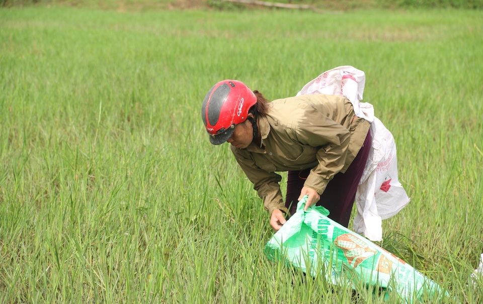 Hà Nội: Vì sao nhiều người đổ xô đi bắt ốc bươu vàng ven đại lộ Thăng Long? - 2 Ốc biêu vàng nhiều đến nỗi một ngày trung bình một người bắt được từ 70 đến cả tạ ốc. Với giá thị trường hiện nay khoảng 2000 nghìn/1kg, thì thu nhập người bắt ốc khoảng 150 nghìn đến trên 200 một ngày.