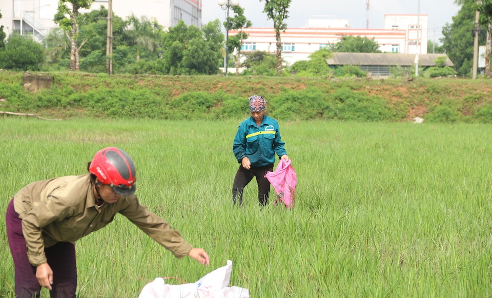 Hà Nội: Vì sao nhiều người đổ xô đi bắt ốc bươu vàng ven đại lộ Thăng Long? - 1
Sau một thời gian lắng xuống thì nay việc bắt, bán ốc bươu vàng đã trở lại. Trên những cánh đồng bỏ không dọc theo đại lộ Thăng Long đoạn chạy qua địa bàn huyện Hoài Đức, Quốc Oai (Hà Nội) có rất nhiều ốc bươu vàng. Cánh đồng hoang bất ngờ trở thành điểm thu hút rất nhiều phụ nữ hành nghề bắt ốc.