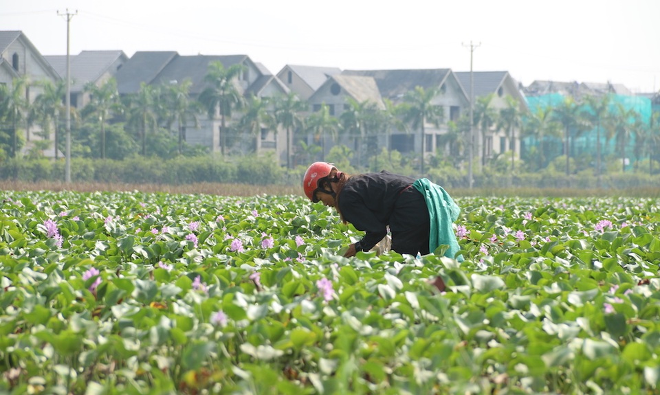 Hà Nội: Vì sao nhiều người đổ xô đi bắt ốc bươu vàng ven đại lộ Thăng Long? - 5
Một phụ nữ đang miệt mài bới móc bèo tây để bắt ốc bươu vàng. Những ngày qua Hà Nội có mưa liên tục, cũng là điều kiện thuận lợi cho ốc bươu vàng sinh sôi.