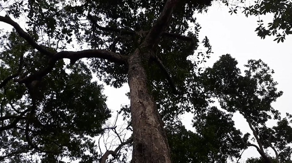 Cận cảnh “rừng” si cổ độc đáo được lưu giữ trong ngôi đền linh thiêng - 5 Chiều cao của không ít cây si cổ thụ ở đây đạt trên 20m.