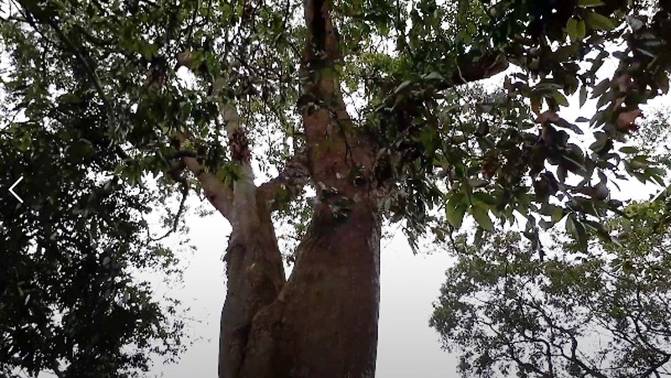 Cận cảnh “rừng” si cổ độc đáo được lưu giữ trong ngôi đền linh thiêng - 6 Cận cảnh “rừng” si cổ độc đáo được lưu giữ trong ngôi đền linh thiêng - 6