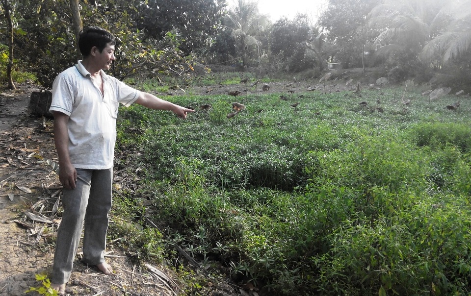 
Cái ao ông Đinh Văn Út thả nuôi 4kg tôm hùm đỏ cho ông Trần Văn Hoà, nay cỏ và rau mọc um tùm
