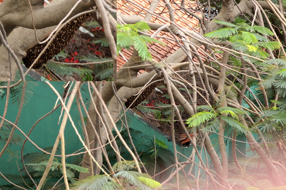 Chung cư náo loạn vì đàn ong bị phá vỡ tổ giữa đêm - 2
Một phần tổ ong còn sót lại trên cây phượng.