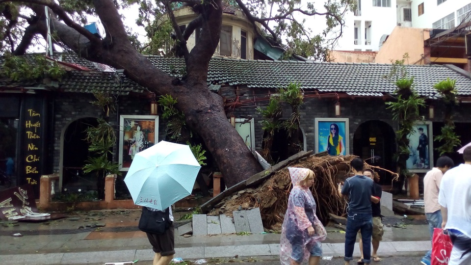 Toàn cảnh hậu quả bão số 12 chưa từng có hơn 20 năm ở Nha Trang - 10 Nhiều du khách nước ngoài tập trung trước một cây cổ thụ gần đường Trần Phú - Nha Trang bị bật gốc sau bão số 12