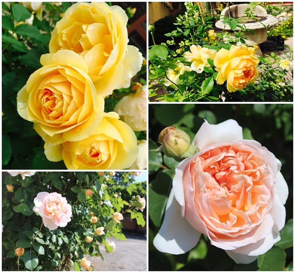 Ngôi nhà hoa hồng "đẹp như cổ tích" của nữ Việt kiều Hungary - 6 Đủ loại mọi hoa tạo nên vẻ đẹp hiếm có cho khu vườn