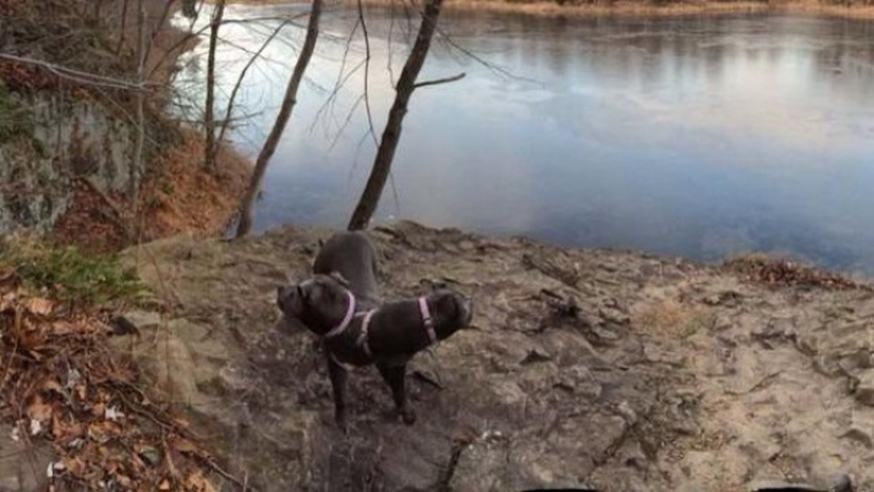 … hay chú chó có đến hai đầu như thế này.