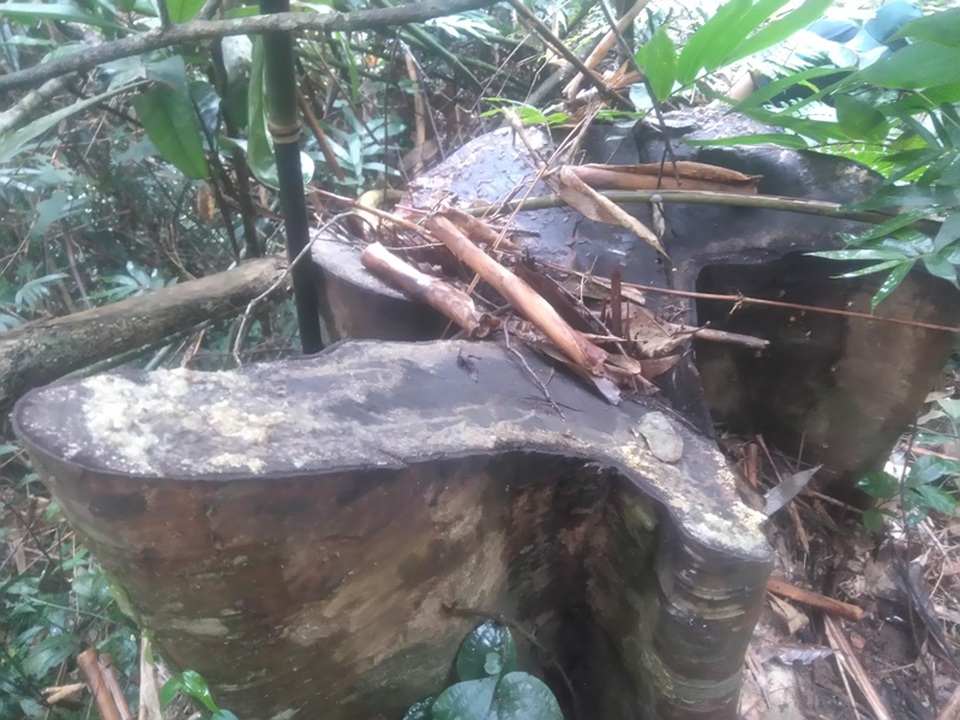 "Xới tung" rừng để tìm đá quý - 1 Những cây gỗ bị đốn hạ đã được vận chuyển đi chỉ còn lại gốc