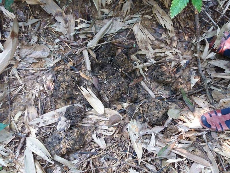 Voi rừng xuất hiện trở lại tại Vườn Quốc gia Vũ Quang - 1