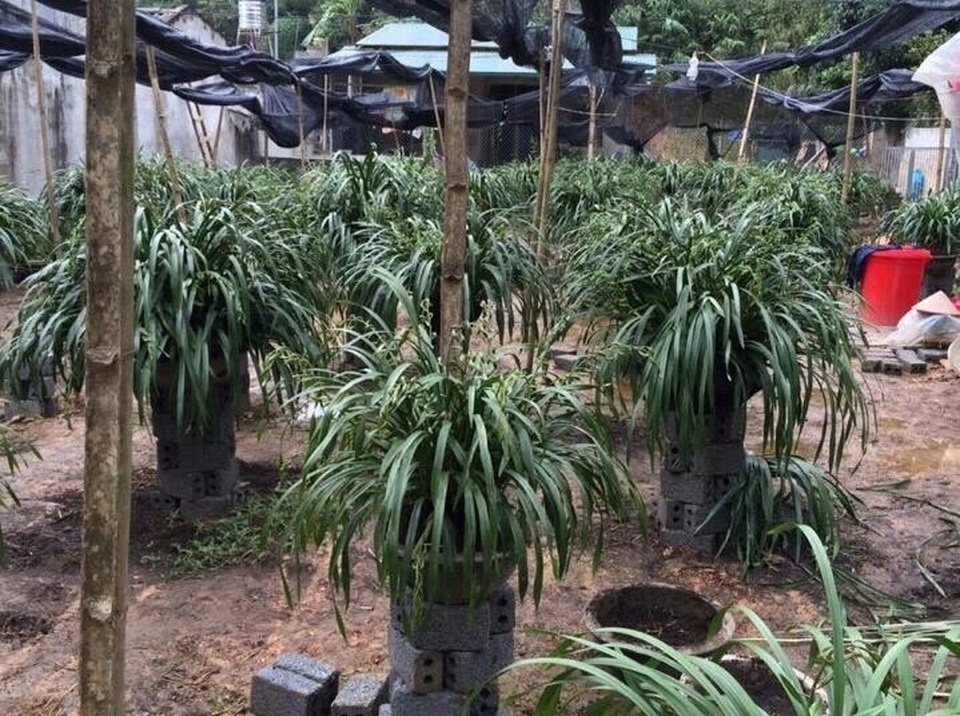 "Giấc mộng vua Trần": 200 triệu đồng mua địa lan huyền thoại chơi Tết - 1
Địa lan Trần Mộng trên nhà vườn ở Sapa đang chuẩn bị chuyển về cho khách trưng Tết