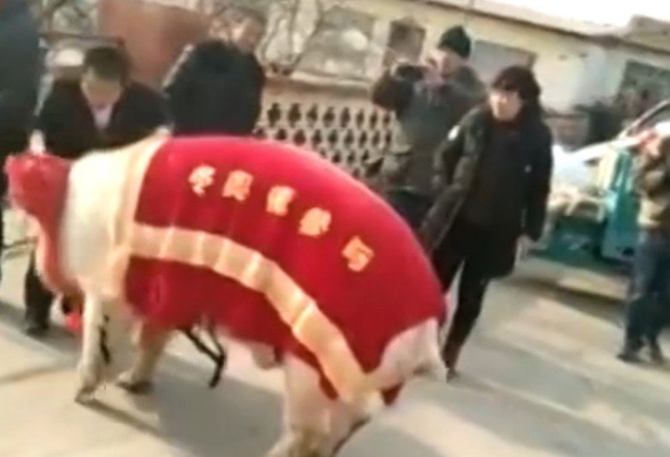 Cô dâu cưỡi lợn khổng lồ về nhà chồng - 1 Cô dâu cưỡi lợn khổng lồ về nhà chồng - 1