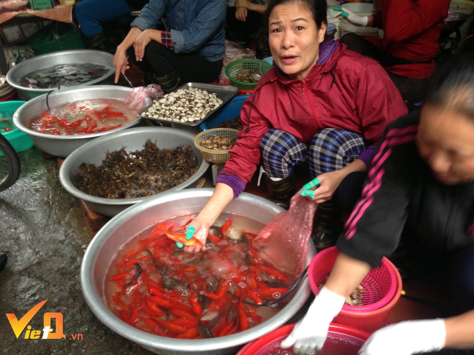 Tết ông Công ông Táo: Thu trăm triệu đồng nhờ bán cá chép phóng sinh, cá chép thịt - 1 Cá chép đỏ phóng sinh là một trong những mặt hàng không thể thiêu ngày Táo Quân về trời