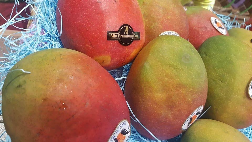 
Xoài đỏ Nhật Bản đang là mặt hàng hot vào dịp Tết
