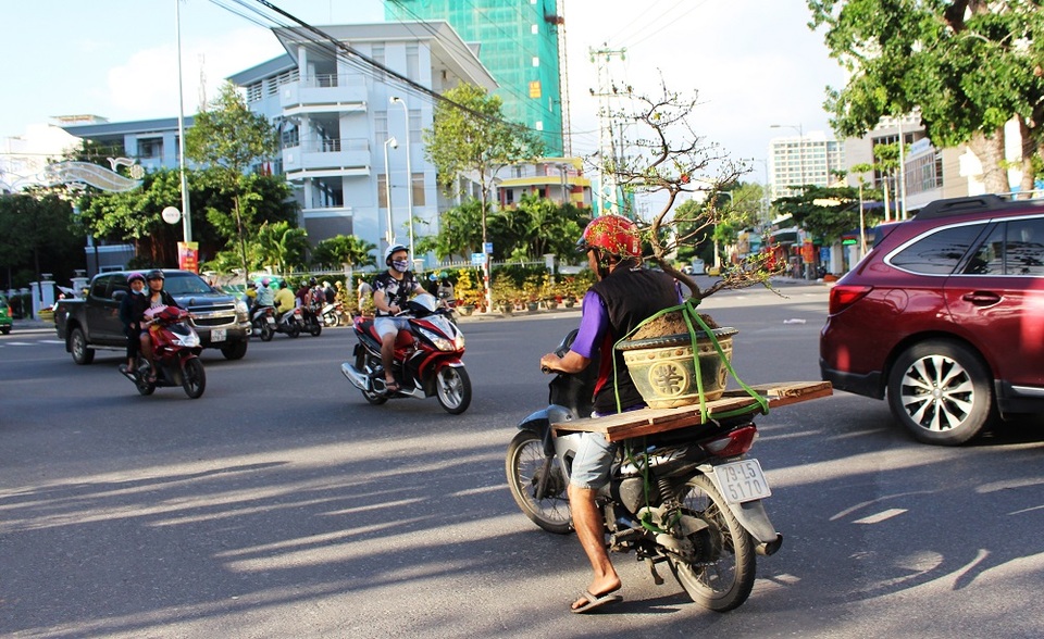 “Chen chân” sắm Tết trong phiên chợ ngày cuối năm - 8 Trong chiều 29 và 30 tháng Chạp, sau khi có mưa lớn kéo dài thì thời tiết tại Nha Trang bất ngờ hửng nắng và ấm dần. Dòng người cũng hối hả đổ về chợ hoa Tết mua sắm cho mình những chậu hoa ưng ý nhất để chưng Tết Đinh Dậu