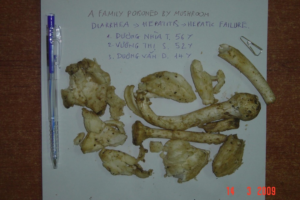 Nấm độc tán trắng chứa độc tố nguy hiểm, ăn 1 - 2 cây có thể gây chết người nhưng có màu trắng muốt bắt mắt. Ảnh: BS cung cấp.