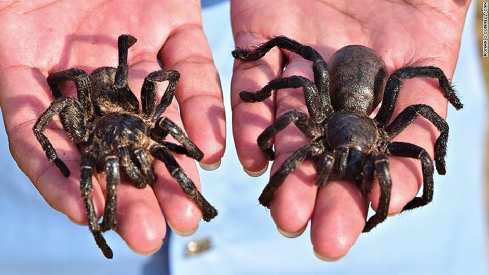 Món nhện rán tại Campuchia. (Nguồn: CNN)