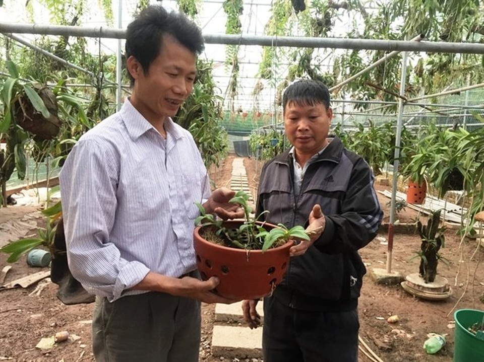 Giò lan đột biến gen giá 100 triệu hiếm có - 1 Giò lan đột biến gen giá 100 triệu hiếm có - 1