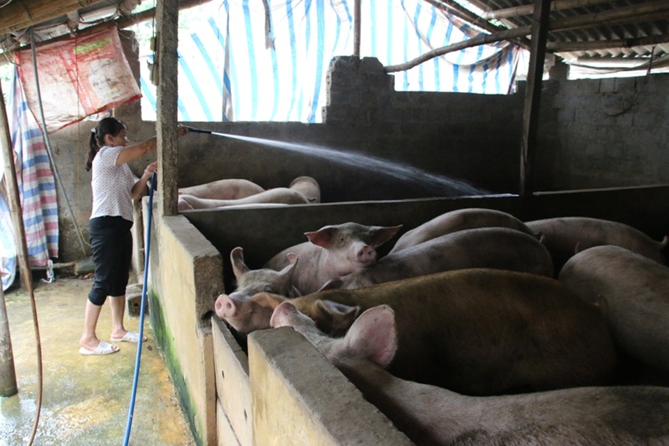 “Giải cứu” lợn thịt: Các địa phương sốt sắng vào cuộc - 2 Nhiều hộ chăn nuôi lợn ở Hà Nam vẫn cố cầm chừng đàn lợn dù đã đến ngày xuất chuồng