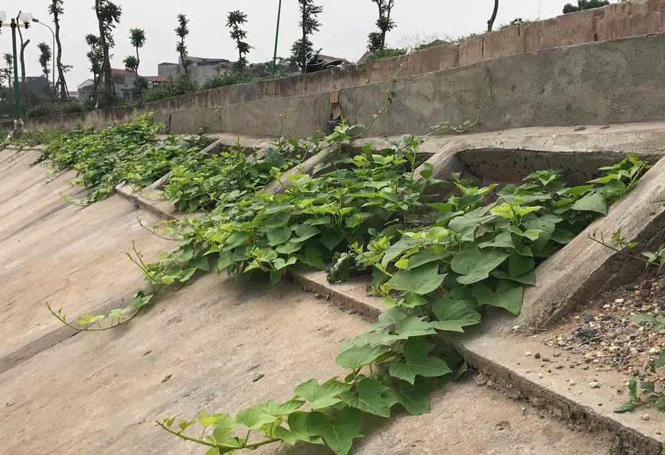Khoét lỗ bê tông trồng rau: Hà thành sánh cùng Hà Giang - 1
Những hộc bê tông ở bờ kè hồ Định Công sau khi hoàn thành đã biến thành vườn rau sạch