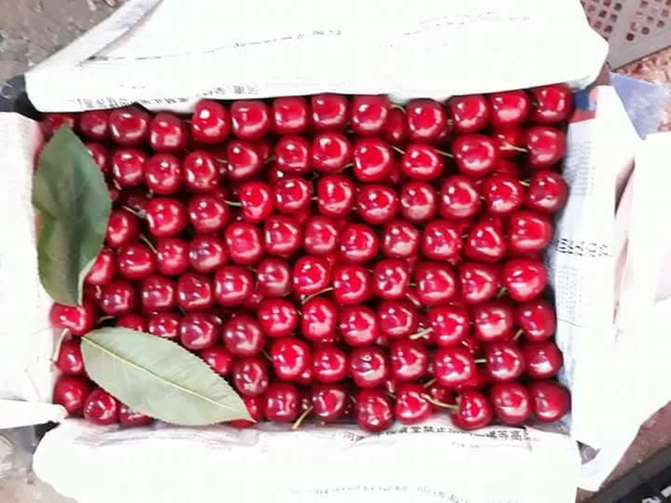 Cherry Trung Quốc 90 ngàn đồng/kg bán tràn lan - 1
Cherry Trung Quốc được rao bán buôn trên mạng khá nhiều