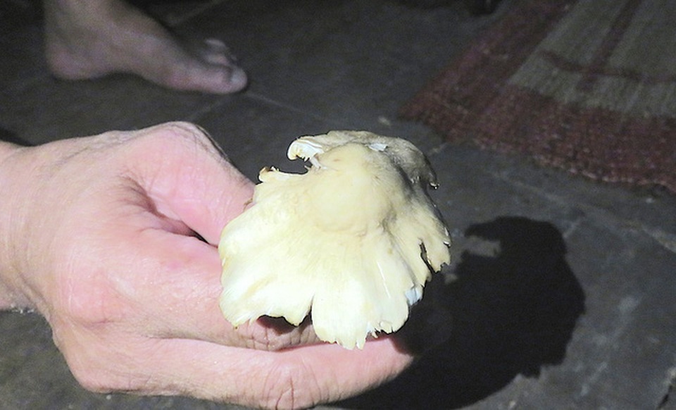 Các bác sĩ Trung tâm Y tế huyện Quỳ Châu cũng khuyến cáo, cách để nhận biết nấm không ăn được là, nấm có màu sắc tươi sáng là độc, ngoài ra nấm có mũ nhẵn tím cũng vậy.