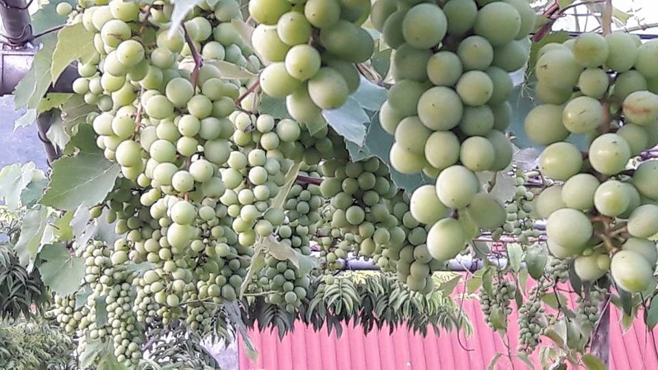 "Siêu nông dân ruộng bê tông": 35m2 sân thượng thu 2 tạ nho - 1 "Siêu nông dân ruộng bê tông": 35m2 sân thượng thu 2 tạ nho - 1