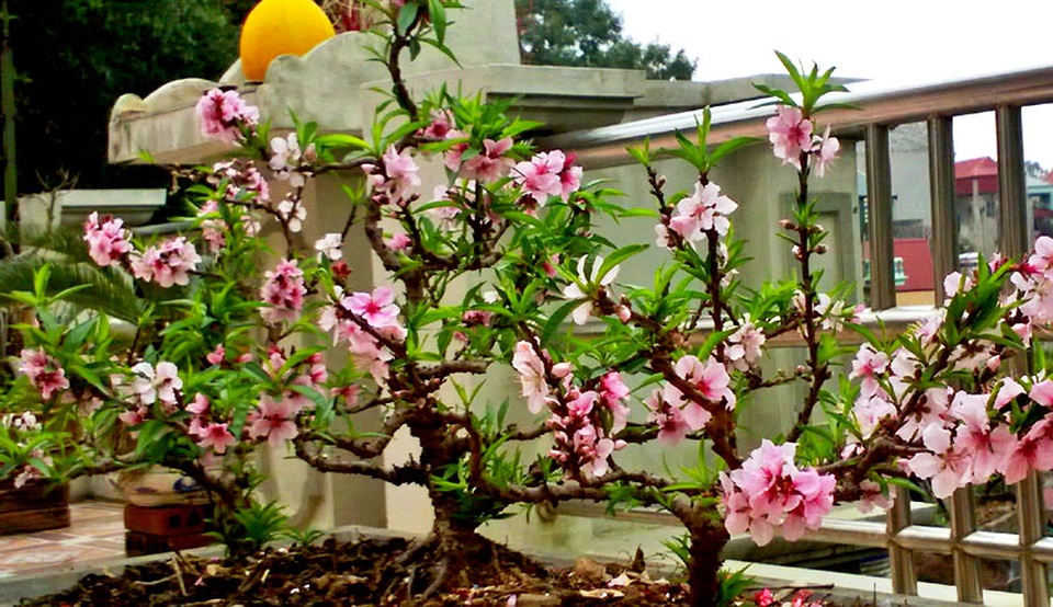Vườn đào thất thốn ở lưng trời: Thân nhỏ xíu, sai trĩu quả - 1
Anh Nam Hải chia sẻ, anh trồng và chơi đào thất thốn đã được 35 năm, bắt đầu từ hồi 13 tuổi đã trồng vài gốc đào thất thốn chơi. Giờ trên sân thượng nhà anh có 80 gốc đào thất thốn lớn nhỏ.