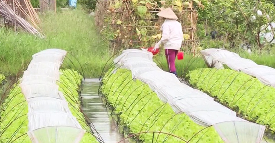 Những làng rau Hà Nội cho thu nhập... nửa tỷ đồng/ha - 1 Rau cải ở thôn Đầm bán đắt gấp 2-3 lần rau cải chính vụ.