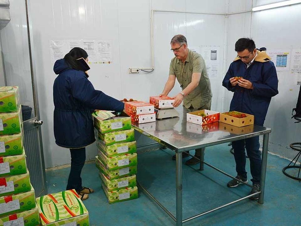 Hàng Việt bị trả lại vì không hiểu luật Mỹ - 1
Chuyên gia của Cục Quản lý thực phẩm và dược phẩm Mỹ (FDA) đang kiểm tra trái cây Việt trước khi đưa vào chiếu xạ. Ảnh: Quang Huy