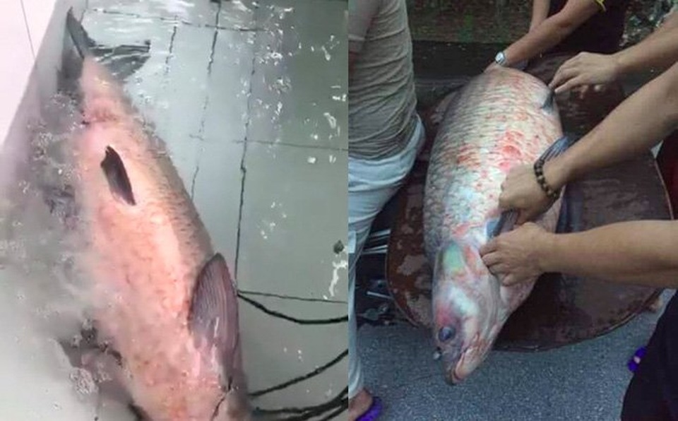 Cá trắm đen khổng lồ hiếm có: Mỗi lần xuất hiện gây xôn xao - 1
Con cá trắm đen khủng bị bắt.
