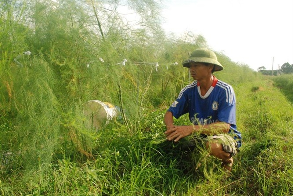 Loài cây trồng 1 lần thu 10 năm, kiếm 2 triệu đồng/ngày - 1 Ông Trường, người tiên phong trồng măng tây xanh xã Tự Lạn