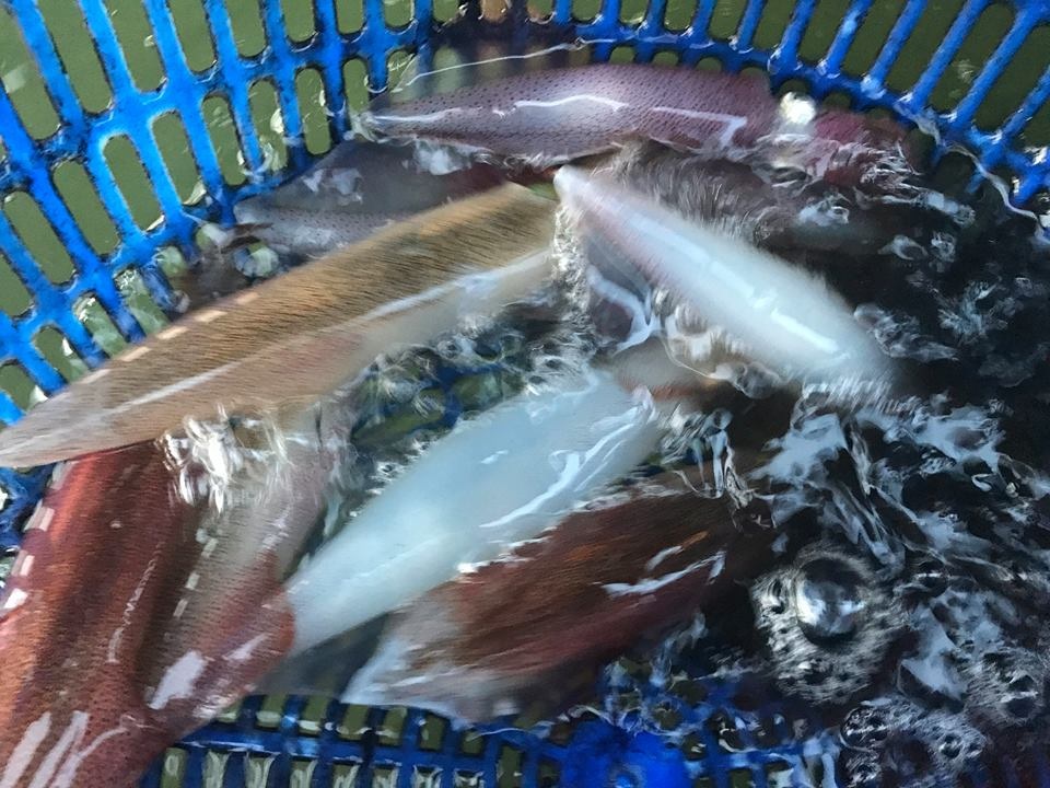 "Thủy quái" 2,2 mét trên sông Lam, hải sản Quảng Ninh đắt hơn vàng - 1
Mực bơi có giá đắt đỏ song các bà nội trợ vẫn tranh nhau đặt mua