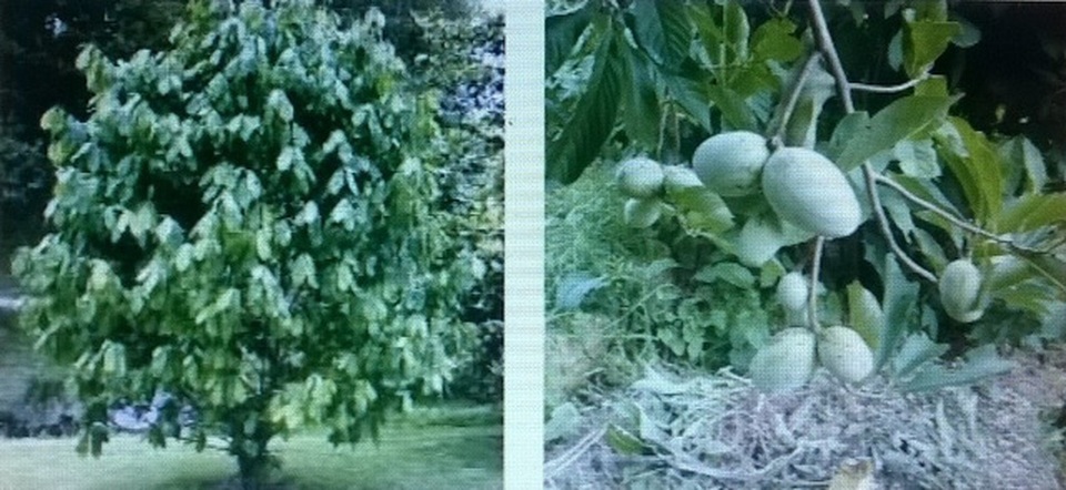 Đu đủ pawpaw chữa được ung thư gan? - 1 Cây, trái đu đủ pawpaw