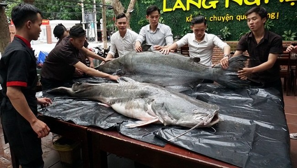 Đại gia xẻ thịt cặp cá lăng 200 kg làm đại tiệc mời khách - 1
Cặp thủy quái 200kg gây xôn xao Đà Nẵng