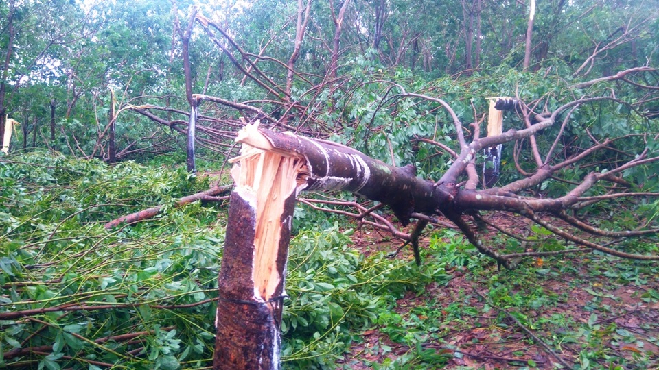 Những hình ảnh tan hoang nơi “siêu bão” quét qua - 24 Cao su khoảng 5 năm tuổi của người dân Vĩnh Thạch bị gãy